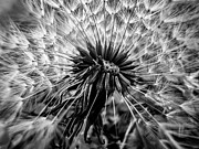 A Celestial Seed Sphere - Inside a Dandelion Photograph by Dawna Moore Photography