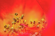 Inside a rose 4 Photograph by Dubi Roman