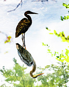 Inverted Blue Heron #1 Photograph by Kevin Suttlehan Inverted Blue Heron #1 Photograph by Kevin Suttlehan