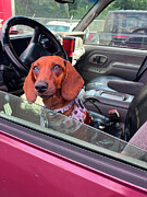 Izzy Bee Ready For the Road Photograph by Mark Andrew Thomas