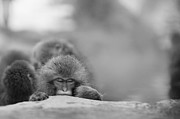  Jigokudani Monkey Park, Nagano, Japan #1 Photograph by Eugene Nikiforov