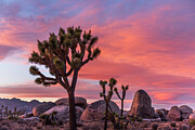 Joshua Tree National Park  #1 Photograph by Mango Art