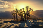 Joshua Tree #1 Photograph by Steve Berkley