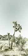 Joshua Tree - Vintage Panorama #1 Photograph by Melanie Viola