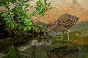 Juvenile Black Crowned Night Heron #1 Digital Art by Jerry Dalrymple