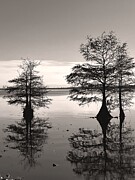 Lake Drummond #1 Photograph by Stephen Dorton