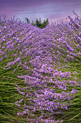 Lavender Field #1 Photograph by Minnie Gallman