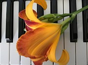 Lily on Keyboard #2 Photograph by Catherine Wilson Lily on Keyboard #2 Photograph by Catherine Wilson