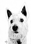 Little Westie Drawing by Terri Mills