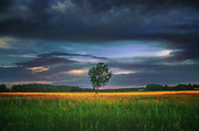 Lonely tree in the field #2 Photograph by Dejan Travica