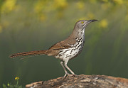 Portrait of a Long-billed thrasher #2 Photograph by Puttaswamy Ravishankar Portrait of a Long-billed thrasher #2 Photograph by Puttaswamy Ravishankar