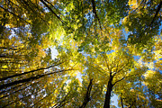 Looking up #1 Photograph by Alberto Audisio