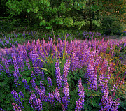 Lupines at West Beach #1 Photograph by Tim Fitzharris