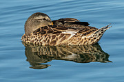 Mallard Anas platyrhynchos Costa Ballena Cadiz Spain #1 Photograph by Sapiens Verbum Mallard Anas platyrhynchos Costa Ballena Cadiz Spain #1 Photograph by Sapiens Verbum
