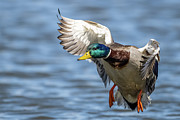 Mallard IV #1 Photograph by Paul Freidlund Mallard IV #1 Photograph by Paul Freidlund