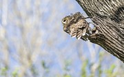 Mama Barred Owl Getting Ready #1 Photograph by Puttaswamy Ravishankar