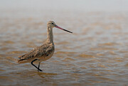 Marbled Godwit Art Print Photograph by Denise Johnson