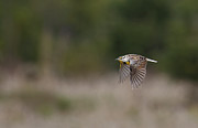 Meadow Lark #1 Photograph by Brook Burling