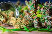 Medical Marijuana – Marihuana Flower, Herbal Cannabis #1 Photograph by Rocky89