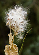 Milkweed #1 Photograph by Mark Mille Milkweed #1 Photograph by Mark Mille