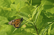 Monarch in Minneapolis #1 Photograph by Natural Focal Point Photography