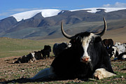 Mongol Yak #1 Photograph by Elbegzaya Lkhagvasuren