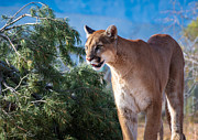 Mountain Lion #1 Photograph by Geno Lee Mountain Lion #1 Photograph by Geno Lee