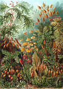 Muscinae by Ernst Haeckel Painting by Mango Art