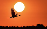 New Day #1 Photograph by Brad Bellisle New Day #1 Photograph by Brad Bellisle
