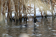 Northern Pintail Duck #1 Photograph by Brook Burling