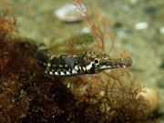 Northern pipefish #1 Photograph by Brian Weber Northern pipefish #1 Photograph by Brian Weber