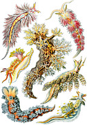 Nudibranchia by Ernst Haeckel Painting by Mango Art