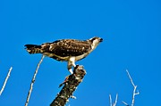 Osprey #2 Photograph by Photobuphs Nature Photography