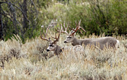 Pairs #1 Photograph by Ronnie And Frances Howard