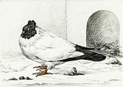 Pigeon and a nest with an egg #1 Painting by MotionAge Designs Pigeon and a nest with an egg #1 Painting by MotionAge Designs