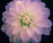 Pink Blush Dahlia #1 Photograph by Julie Palencia