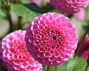 Pink Dahlias Digital Art by Kirt Tisdale Pink Dahlias Digital Art by Kirt Tisdale