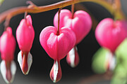 Pretty in Pink Hearts Photograph by Amfmgirl Photography
