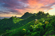 Prosecco Hills Sunset Photograph by Stefano Orazzini