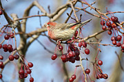 Purple Finch #1 Photograph by Brook Burling