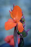 Red Canna Lily #2 Photograph by Frank Mari