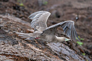 Red-Footed Boobie in Flight #1 Photograph by Dana Matson Red-Footed Boobie in Flight #1 Photograph by Dana Matson