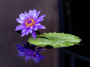 Reflecting #1 Photograph by Usha Peddamatham