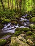 Roaring Fork River, Smoky Mountains, Tennessee #1 Photograph by Dawna Moore Photography