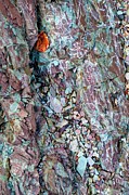Rocks 1 #1 Photograph by Alan Norsworthy
