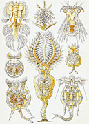 Rotatoria by Ernst Haeckel Painting by Mango Art