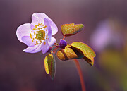 Rue Anemone #1 Photograph by Robert Charity Rue Anemone #1 Photograph by Robert Charity