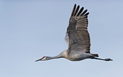 Sandhill crane #2 Photograph by Puttaswamy Ravishankar Sandhill crane #2 Photograph by Puttaswamy Ravishankar