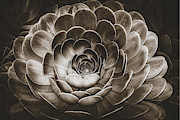 Santa Barbara Succulent#18 Photograph by Jennifer Wright Santa Barbara Succulent#18 Photograph by Jennifer Wright