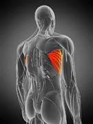 Serratus anterior muscle, illustration #1 Drawing by Sebastian Kaulitzki/science Photo Library